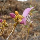 진달래농장 이미지