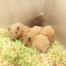 로던트클럽 이미지