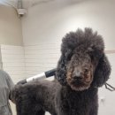 이쁘개왈왈 이미지