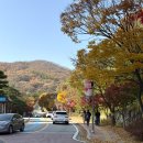 공유숲 | 경기도 근교 단풍명소 화담숲 실시간 후기 (꿀팁 공유)