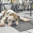 천선농장 | 소자본 1인 창업 사업 아이템 부천애견미용학원 추천
