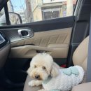 아지컷 이미지