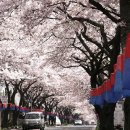 아름다운 대한민국 이야기 9 - 제주 벚꽃 명소 가장 먼저 봄을 맞이하는 남쪽바다 꽃소식 이미지
