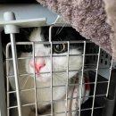 수 동물병원 | 부다페스트 13구 고양이 동물병원 DogmoVet 후기