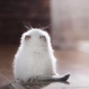 덕분 Daum카페