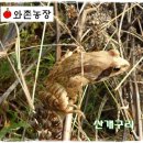 와촌 농장 이미지