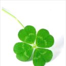 네잎클로버 이미지