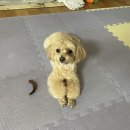 유폴 24시 애견셀프목욕 원주점 이미지