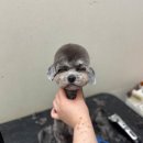 개린이미용실 | [평택] 캉스펫 강아지미용 + 스파 후기 - 실버푸들 미용