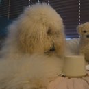 숲 동물병원 펫스테이션점 | FLUFF 플러프 반려동물아로마테라피 펫캔들 강아지캔들 고양이캔들 반려동물캔들 펫 프렌들리 솔직후기