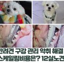 동원동물병원 | 내돈내산 반려견스케일링 반려동물입에서악취가날때 해결방법 치약 스케일링 동원