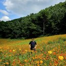 병방산군립공원 | 정선) 가볼만한곳 - 병방치 스카이워크 With 채송화밭
