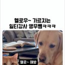 헬로우 가르치는 일타강사 앵무샘 이미지