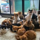 청주고양이입양지원센터 애니멀공화국 이미지