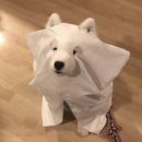 왓썹