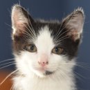 고양이 분양 달타냥 이미지