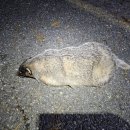 오소리약수터 이미지