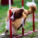 강아지분양 고양이분양 헬로브리더 이미지