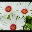 유튜브/통합교단과 NCCK는 카톨릭과 통합했고 카톨릭은 이슬람교와 유대교와 종교통합했다 이미지