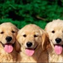 메디팜동물약국 이미지