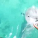 돌고래PC 이미지