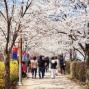 정자세천 | 대구 달성군 벚꽃 명소 베스트3 용연사 달창저수지 세천늪테마정원