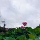 비 오는날 부여 서동ㅡ아름다운 연꽃 이미지