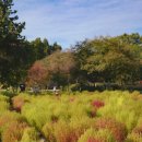 애견가을농장 이미지