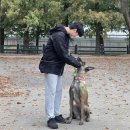 네버슬립독 이미지