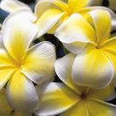 일랑일랑 이미지