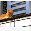 세탁소가는길 이미지