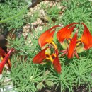 파도 한 송이 이미지