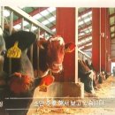 우람목장 이미지