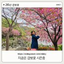 은성사 | 시즌중~] 용인 겹벚꽃 명소 추천 🌸 경희대 국제캠퍼스 + 은성사 벚꽃 후기 (주차, 포토존까지 완벽 정리)