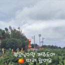 귤과나무 협동조합 | 부모님이랑 제주 귤따기 체험 후기! 서귀포 파더스가든