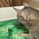 펫그리다 이미지