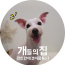 개들의 집 이미지