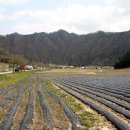 두메아리 이미지