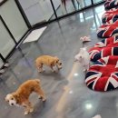 개털깍는 사랑이네 이미지