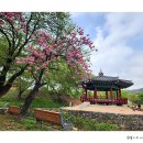 면천군자정 이미지