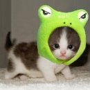 궁 짐 이미지