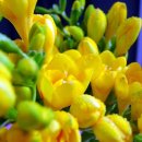 프리지아 B 이미지