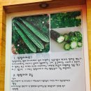라푸라푸(LAPULAPU)