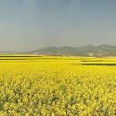 유채와바다 이미지