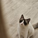 집사의 하루 대구점 | [대구 동성로 고양이 카페] 우당탕탕 대구 종로 유기묘 고양이카페 ❤️(집사의 하루)