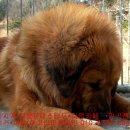 챔피언 애견농장 이미지