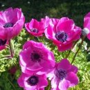 Anemone Coronaria(Poppy Anemone) 이미지