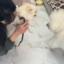 나나 애견 미용실 이미지