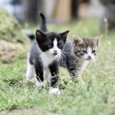 반려동물병원 이미지