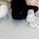 유앤퍼피 이미지